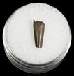 Partial Dromaeosaur (Raptor) Tooth - Montana #4432-1